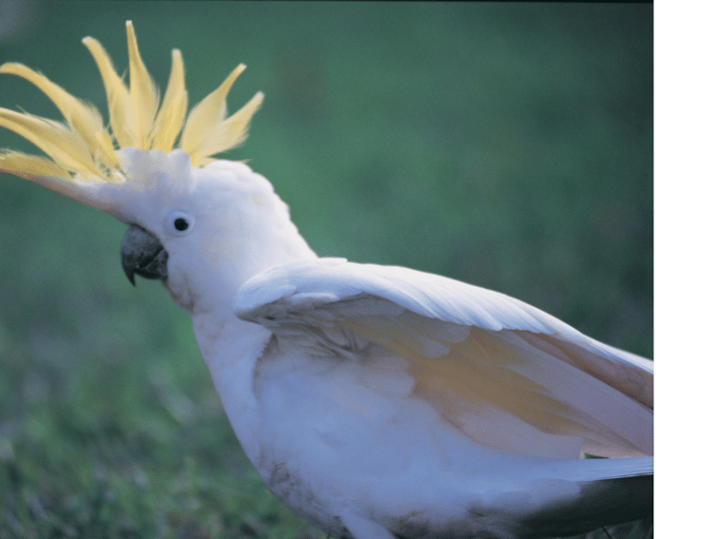 Animales en Australia, aves